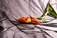 Geschnappte französische Tulpe von Roland de Zeeuw fotografie Miniaturansicht