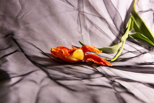 Snapped french tulip