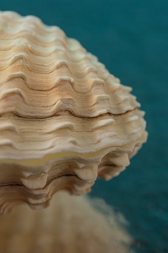 Warm holiday feeling: A beige shell with a petrol background by Marjolijn van den Berg