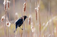 Epaulette starling (Red-winged blackbird) in the reeds