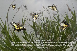 Chaostheory - Butterfly