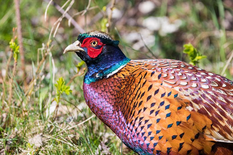 Pheasant by Bas Groenendijk