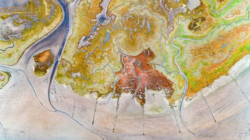 Texel - De Schorre - Rode Zeekraal 05