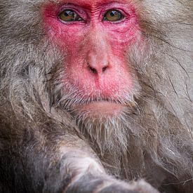The gaze of the snow king - wisdom in the cold silence of Yudanaka by Hilda Weges