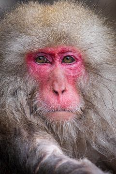 The gaze of the snow king - wisdom in the cold silence of Yudanaka