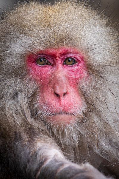 The gaze of the snow king - wisdom in the cold silence of Yudanaka by Hilda Weges