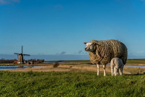 Moeder met lammetje Molen het Noorden Texel
