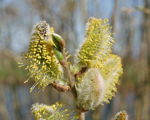 Bijna bloeiende wilgen katjes