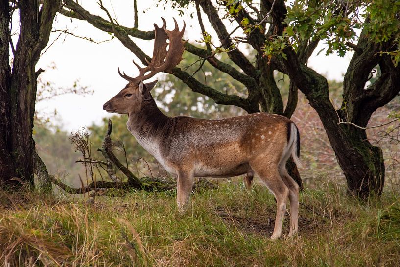 Fallow deer on dune by Margreet Frowijn