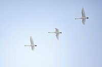 Drie wilde zwanen