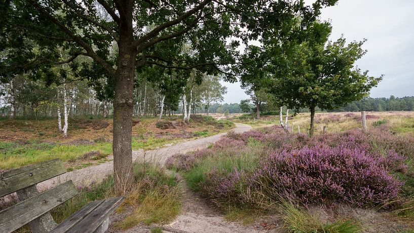 Heide in der Nähe von low Vuursche von André Hamerpagt