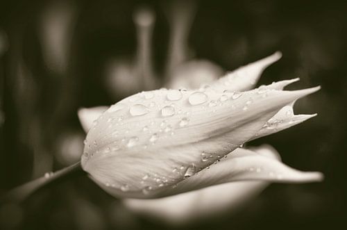 White tulip (monochrome)