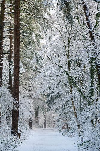 Winter auf der Veluwe