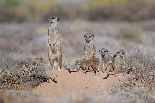Les suricates se réchauffent au soleil levant