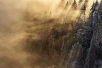 Lichtdurchflutete Tannenbäume im Nebel