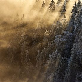Licht overgoten dennenbomen in de mist van CSB-PHOTOGRAPHY