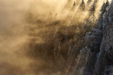 Lichtdurchflutete Tannenbäume im Nebel von CSB-PHOTOGRAPHY