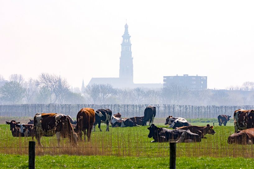 Middelburg und Kühe im zeitigen Frühjahr von Robbert De Reus