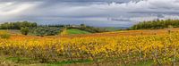 Autumn vineyard in Tuscany - panorama par Teun Ruijters Aperçu
