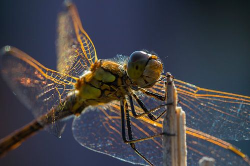 A Dragonfly resting on a stick.