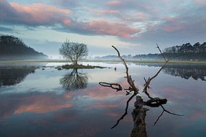 Reflections in nature