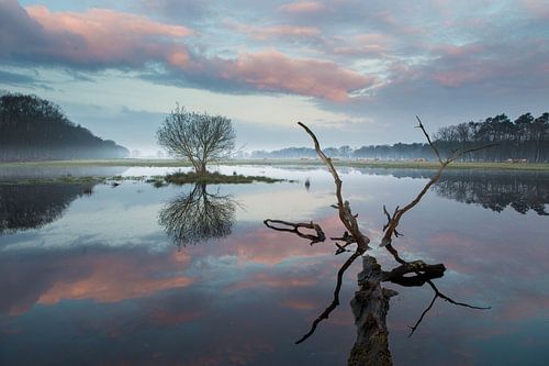 Reflections in nature