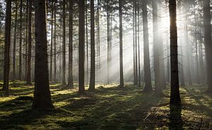 Betoverend Bos: Een Moment van Licht en Schaduw