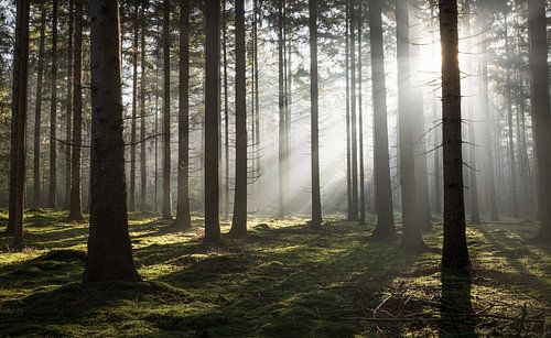 Enchanted Forest: A Moment of Light and Shadow