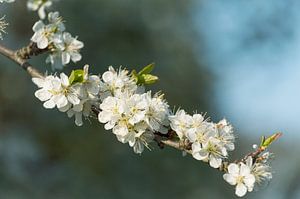 Blüte
