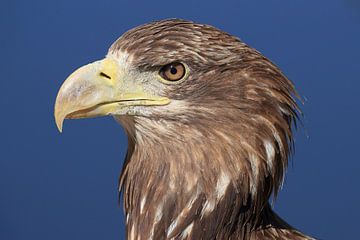 Europäischer Weißkopfseeadler (Haliaeetus albicilla) von Ronald Pol