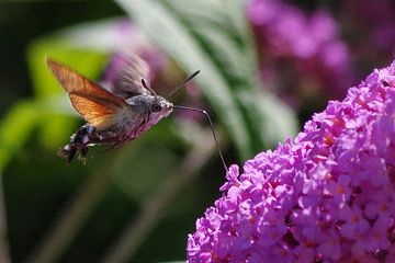 Kolibri-Schmetterling von Henk van Barneveld