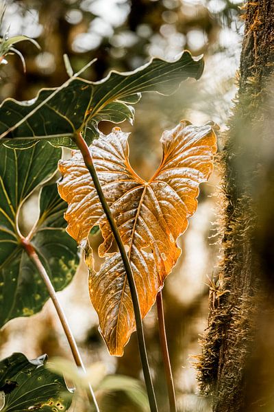 Blad in Goudhart Zonlicht in de Jungle van Femke Ketelaar