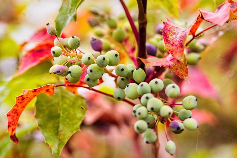 Mahogany berries by Rob Boon