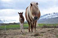 Le plus jeune de la famille par Elisa in Iceland Aperçu
