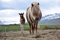 Young Icelandic horse