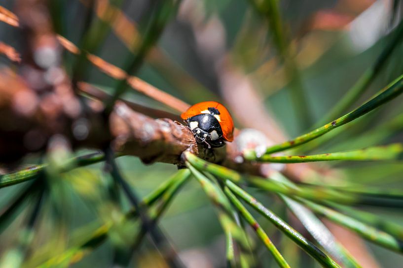 Ladybug by KiekLau! Fotografie