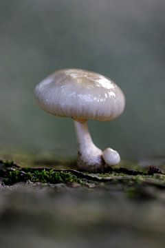 porcelain fungus