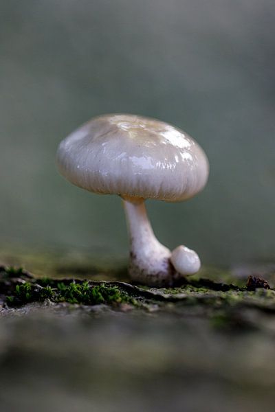 porseleinzwam van ton vogels