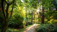 Prachtige laan met verschillende kleuren groen, rhododendrons en een vaantjesboom bovenin beeld