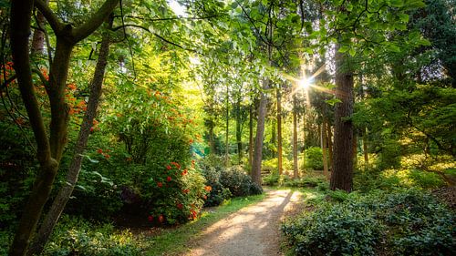 Prachtige laan met verschillende kleuren groen, rhododendrons en een vaantjesboom bovenin beeld