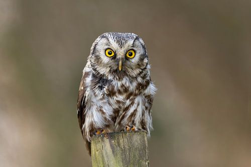 Long-eared owl in the woods