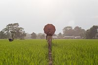 Rice paddy Nepal