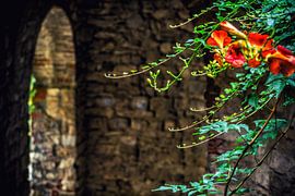 Stimmungsfoto in Montefioralle in der Toskana Italien. von André Blom Fotografie Utrecht