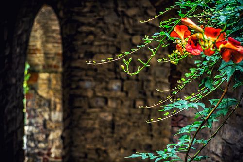 Sfeerfoto gemaakt in Montefioralle in Toscane Italië.
