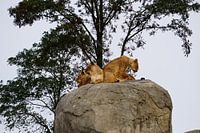 Löwinnen (Panthera leo) auf dem Felsen.