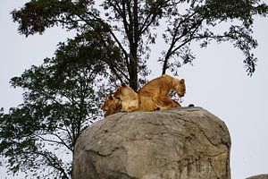 Leeuwinnen (Panthera leo) op de rots. van Sharon Steen Redeker