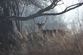 In the wild by Mandy Van den Ende