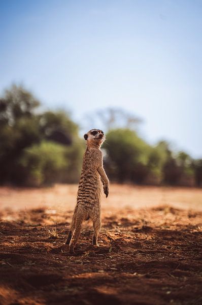 Erdmännchen in der Kalahari von Namibia, Afrika von Patrick Groß