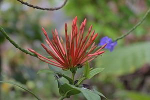 Nahaufnahme einer roten Blume im Schmetterlingsgarten