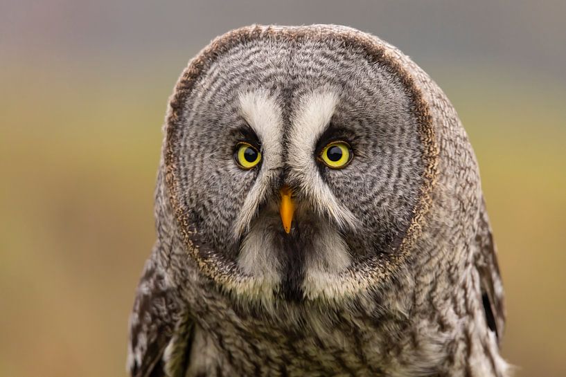 Lapland owl, Strix nebulosa. by Gert Hilbink